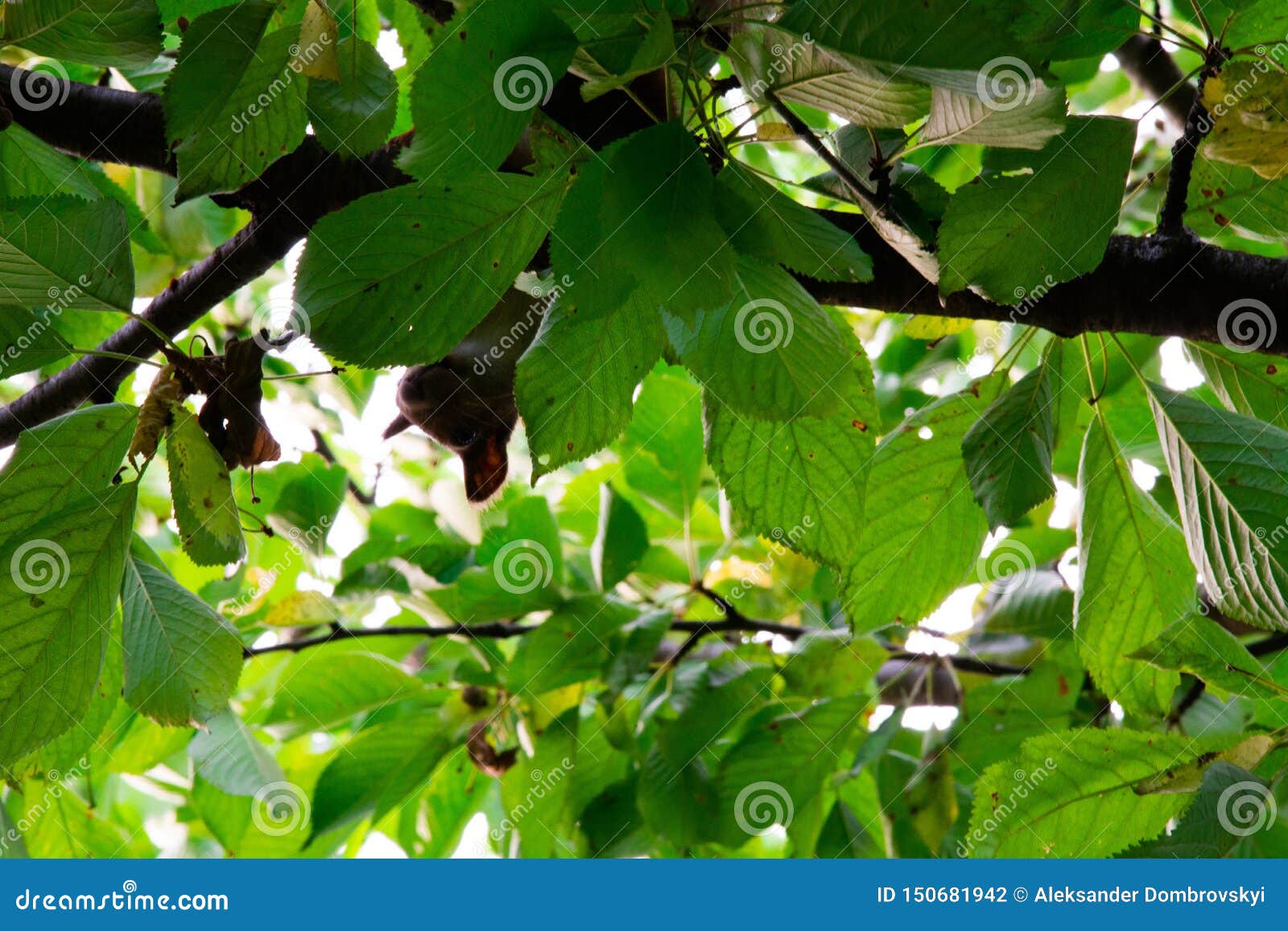 Squirrel on a Tree Eating Red Cherry Stock Photo Image of europe