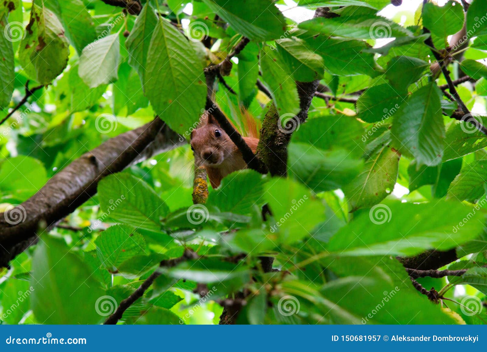 Squirrel on a Tree Eating Red Cherry Stock Image Image of close, look