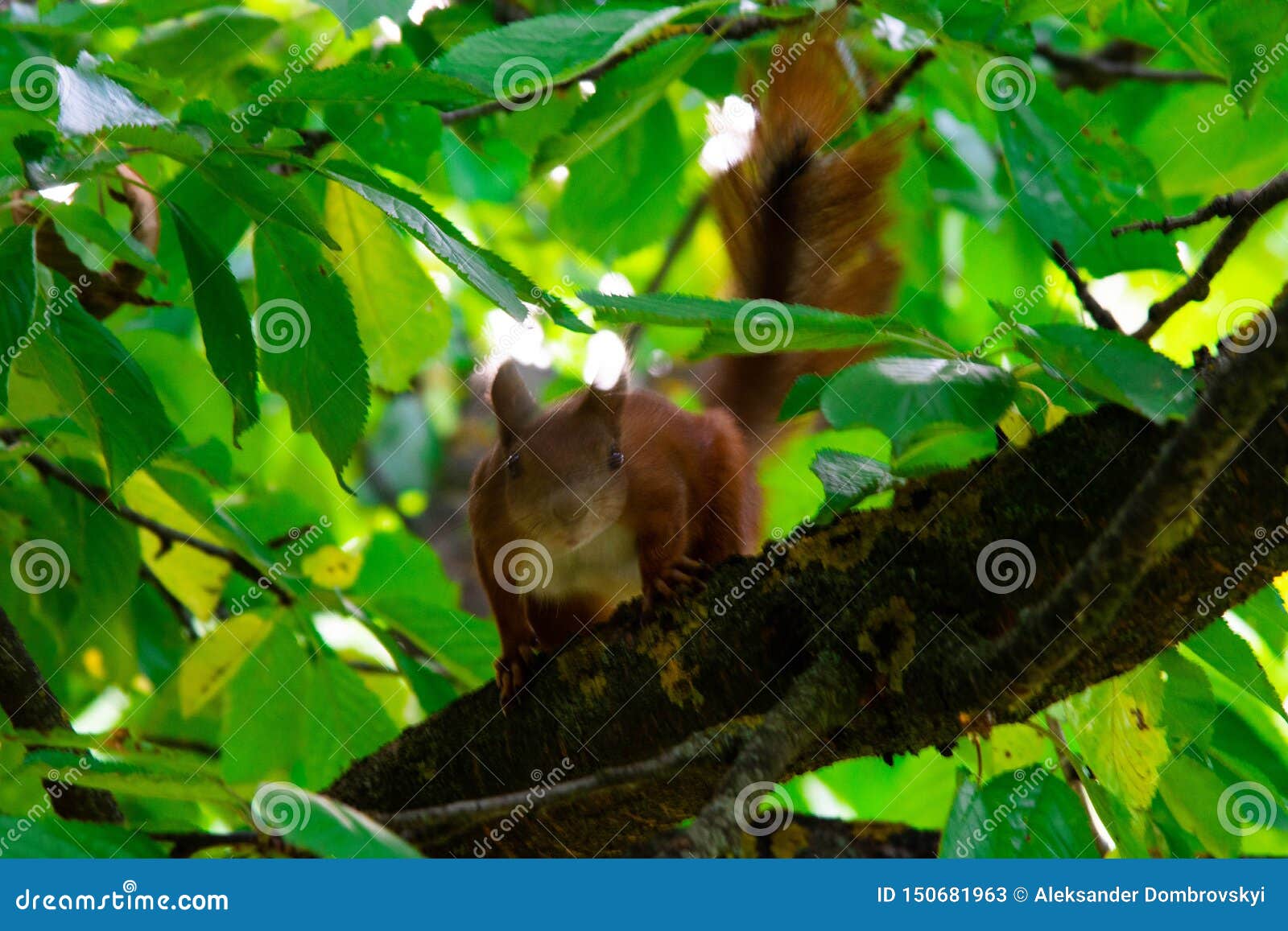 Squirrel on a Tree Eating Red Cherry Stock Image Image of nature