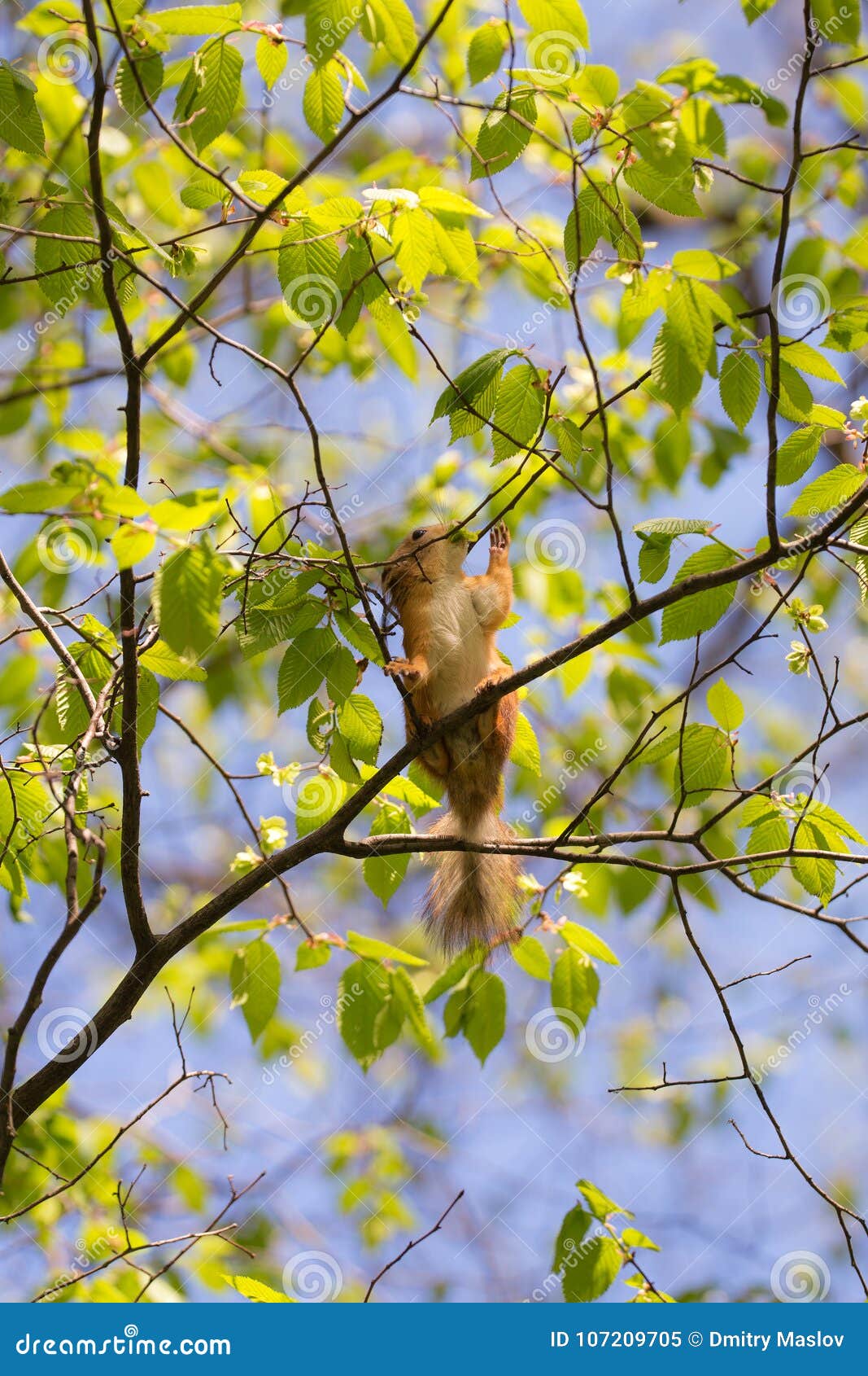 Vitamins for squirrels stock image. Image of brown, buds 107209705