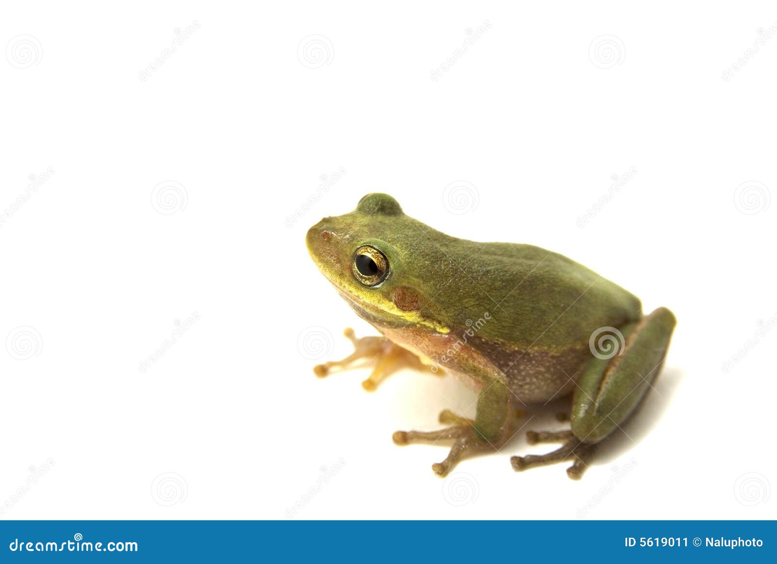 Squirrel Tree Frog stock image. Image of nature, space 5619011