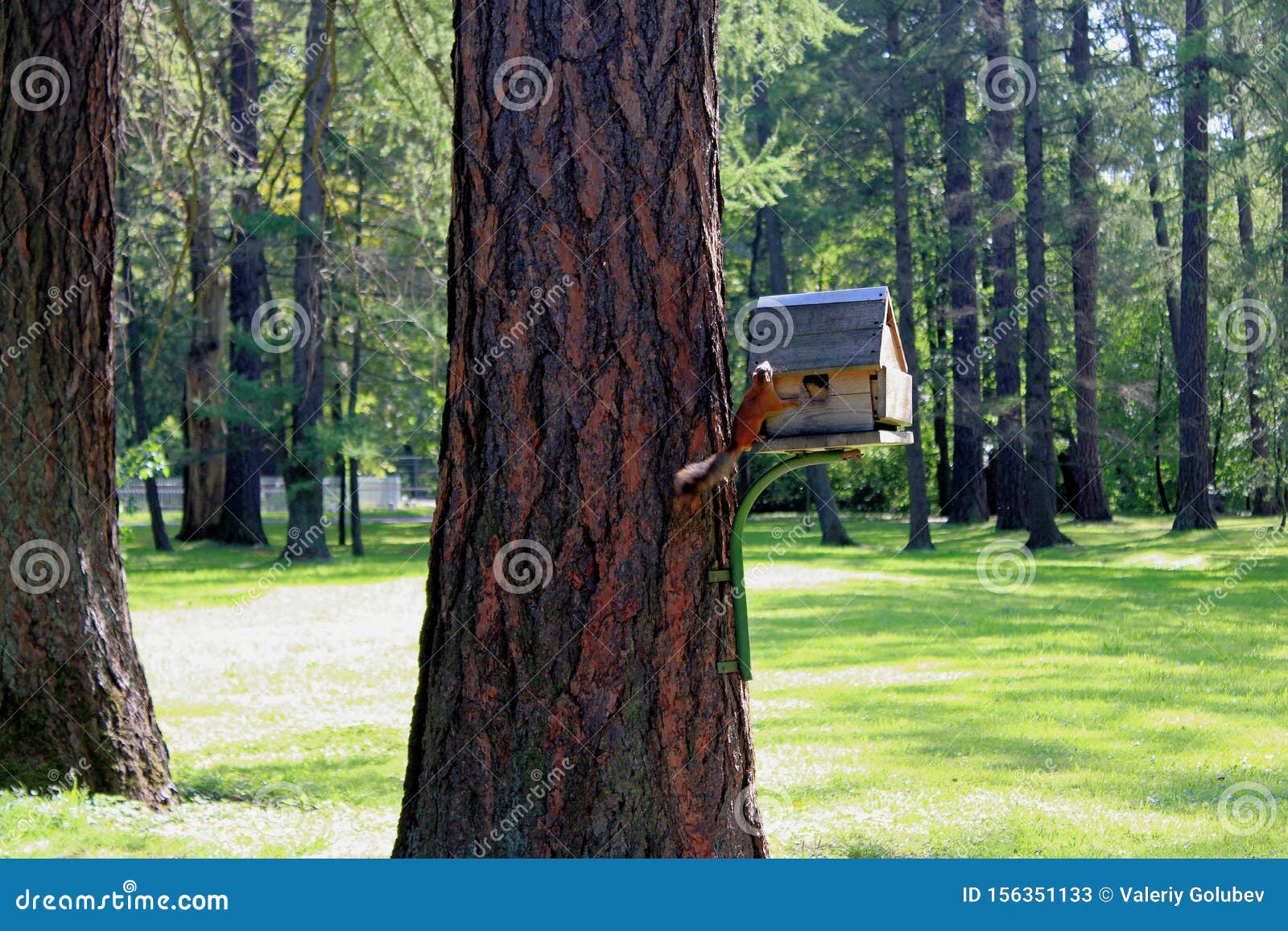 Squirrel and Tree House in the Park Stock Image Image of grass