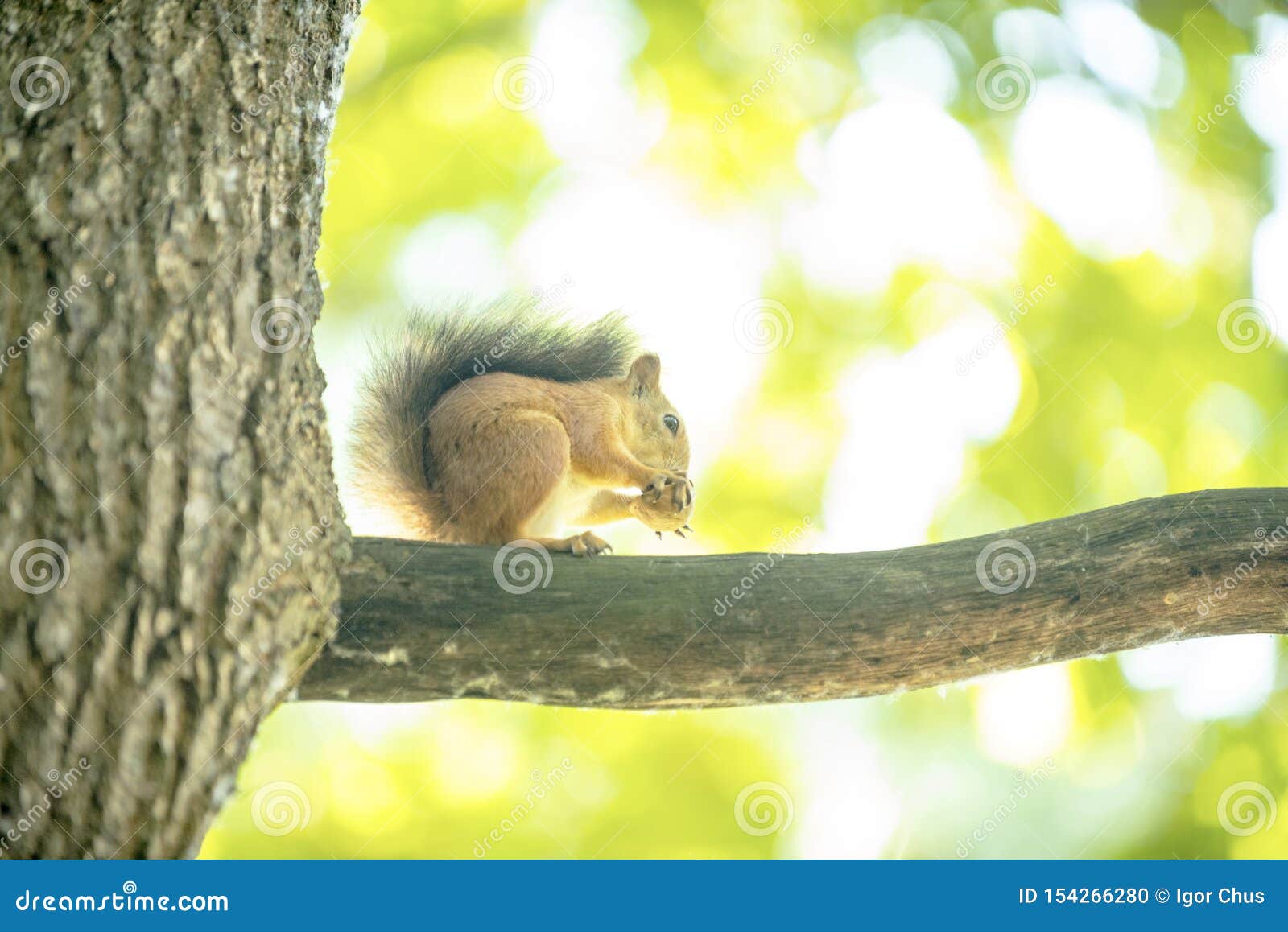 Squirrel on a Tree Oak Eats Walnut Stock Photo Image of nature, nuts