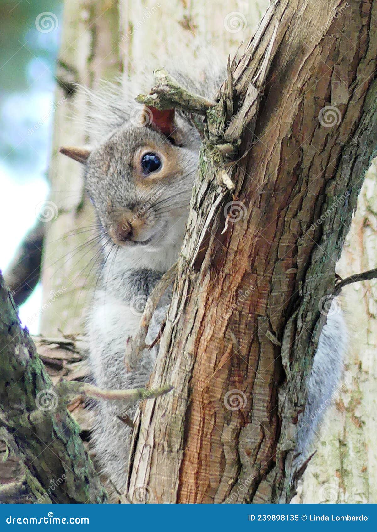 squirrel in a tree with a sweet expression on its face