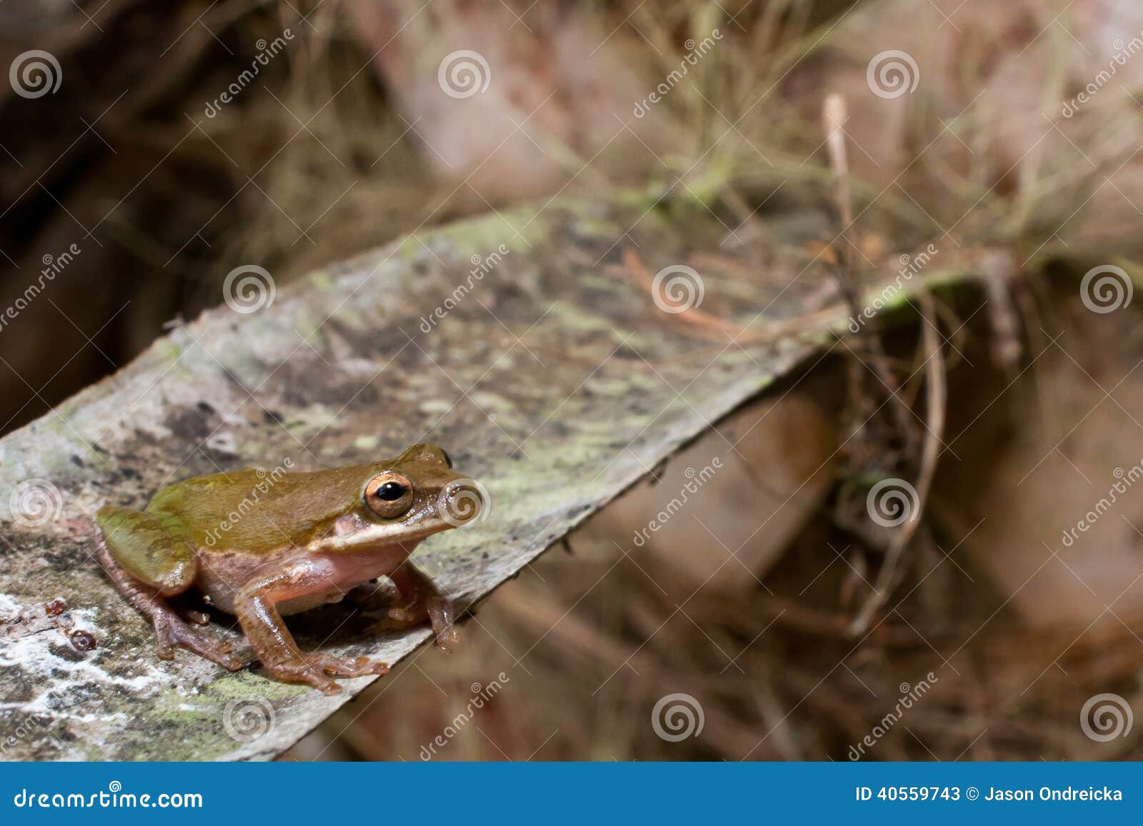 Squirrel Treefrog stock image. Image of biology, green 40559743