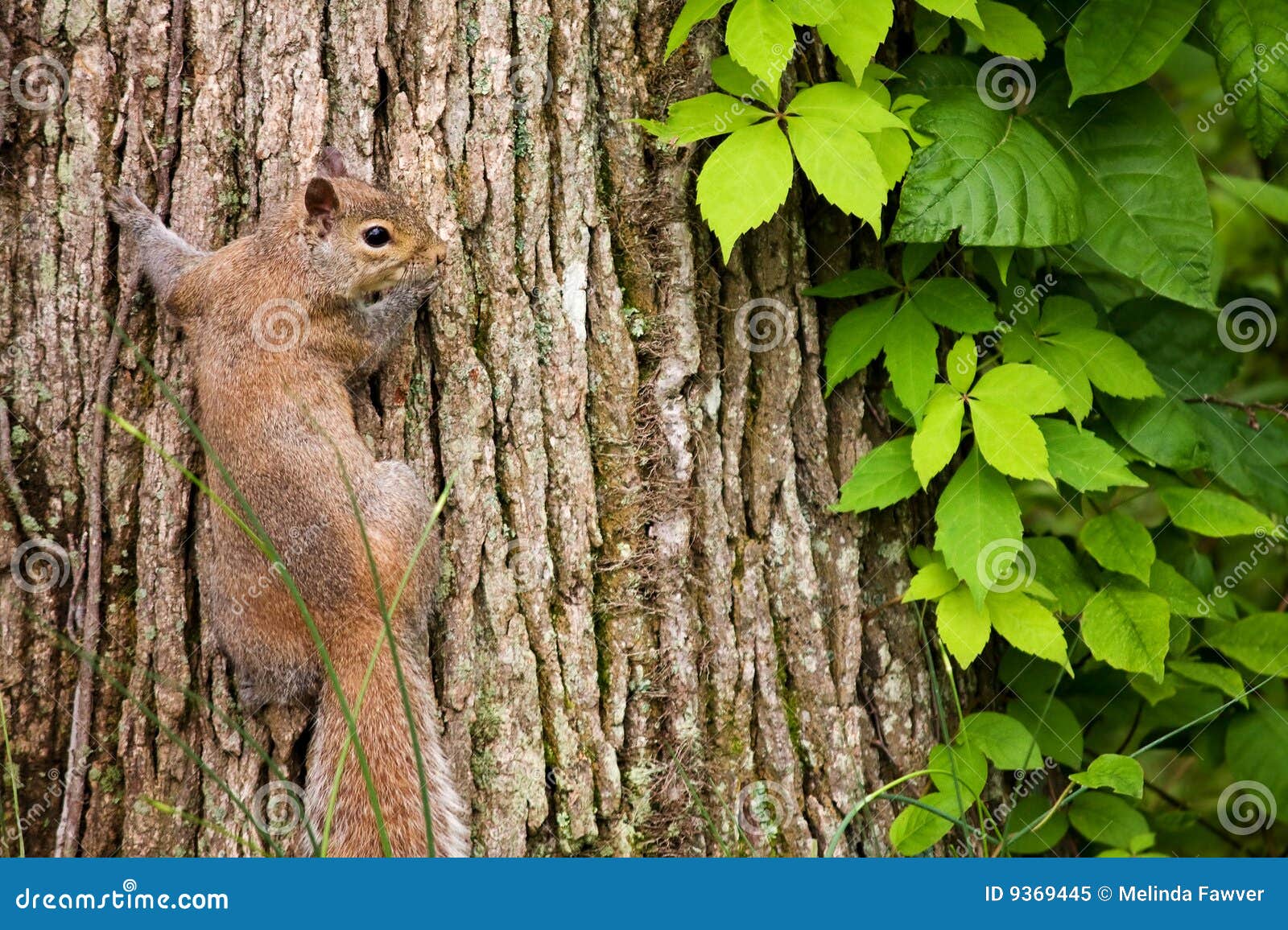 squirrel with virginia creeper