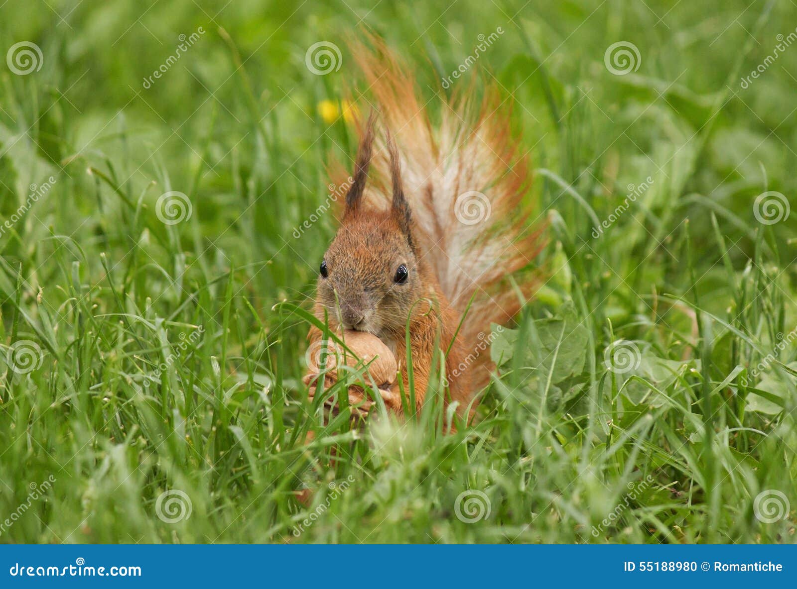 Squirrel with walnut stock photo. Image of eating, forest 55188980
