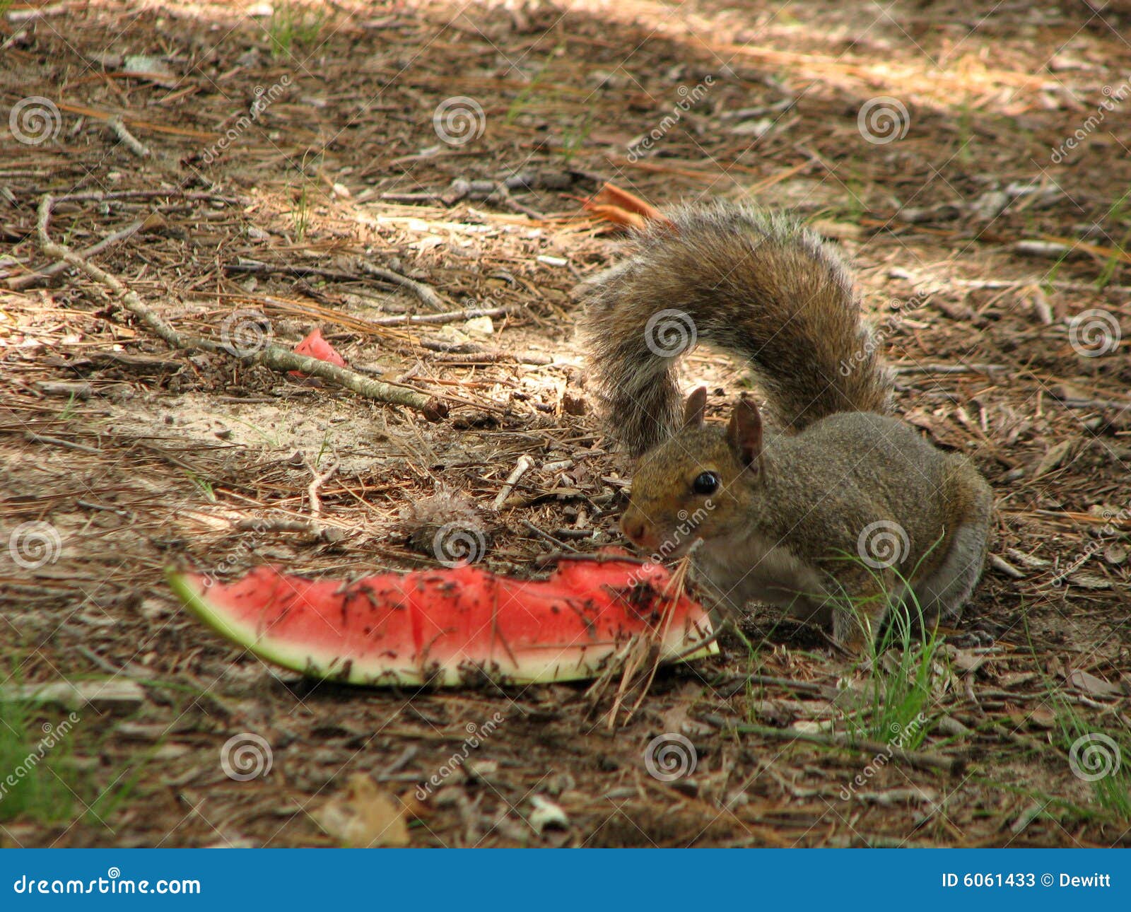 Squirrel and watermelon stock image. Image of outside 6061433
