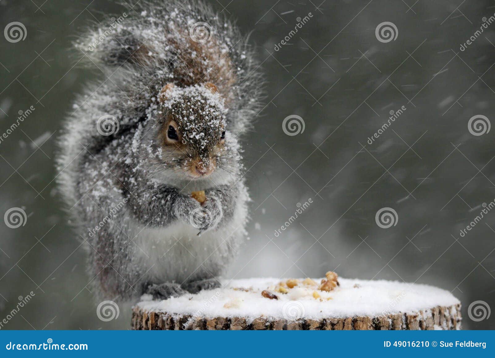 squirrel in winter