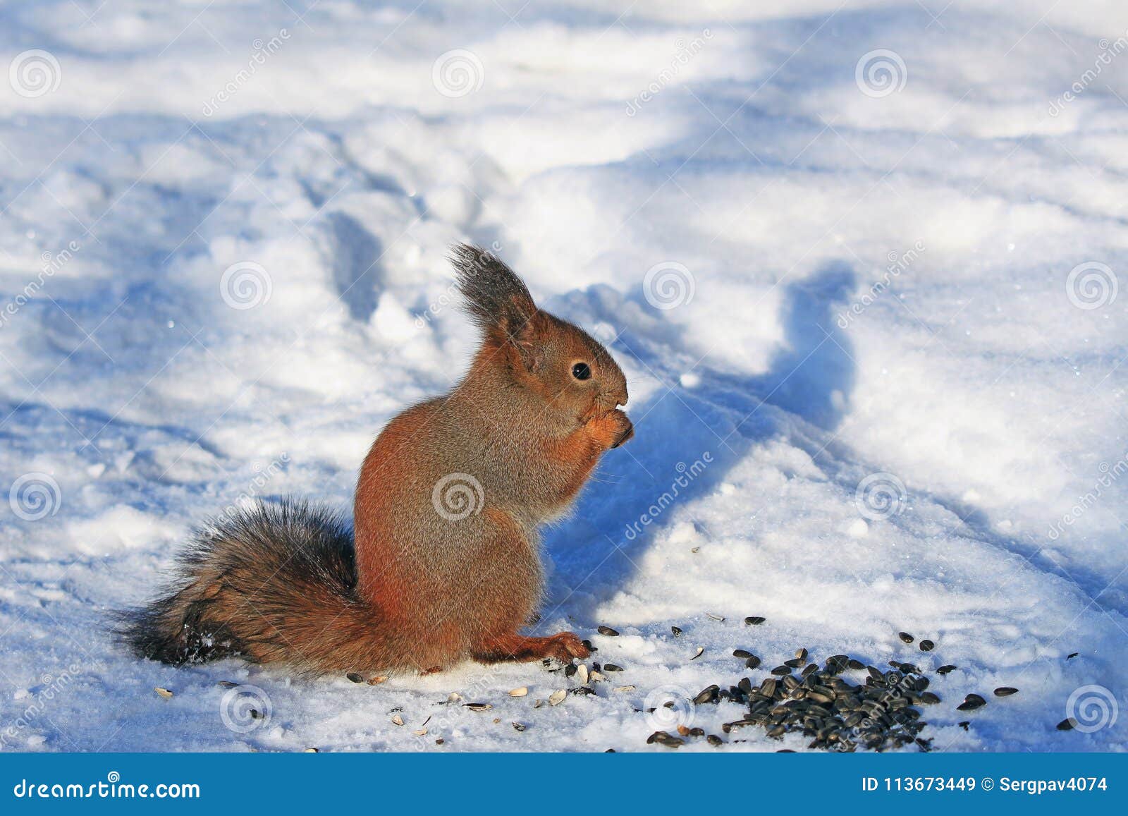 Squirrel in Winter Park Eating Sunflower Seeds Stock Image Image of