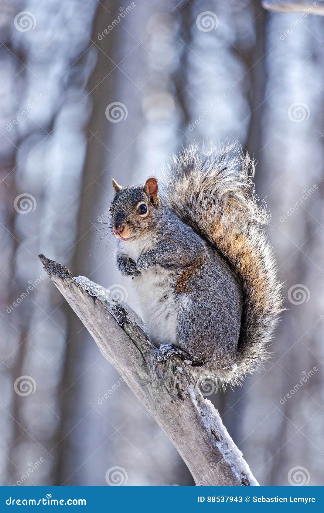 Squirrel in winter time stock image. Image of squirrel 88537943