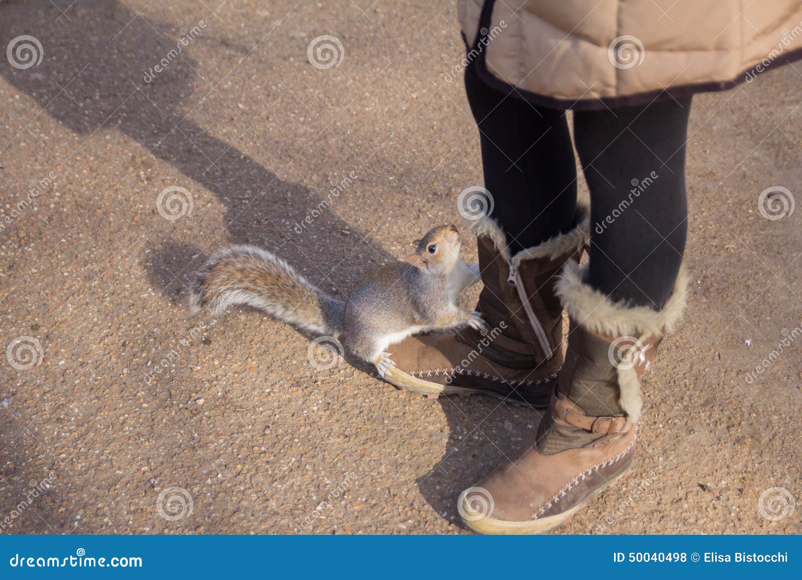 Squirrel on the Woman Shoes Stock Photo Image of feeding, fluffy