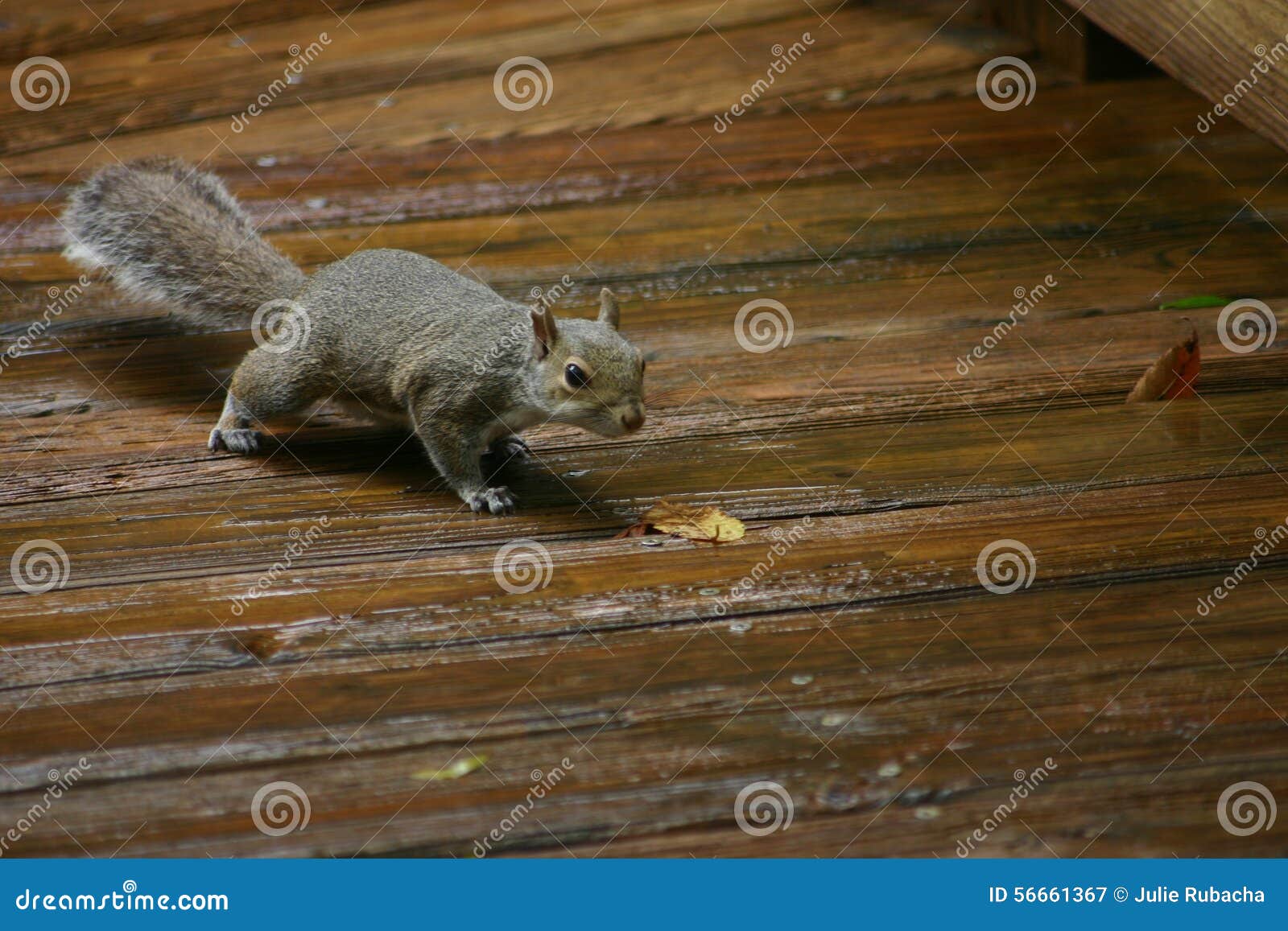 Squirrel hunting stock image. Image of nature, squirrel 56661367