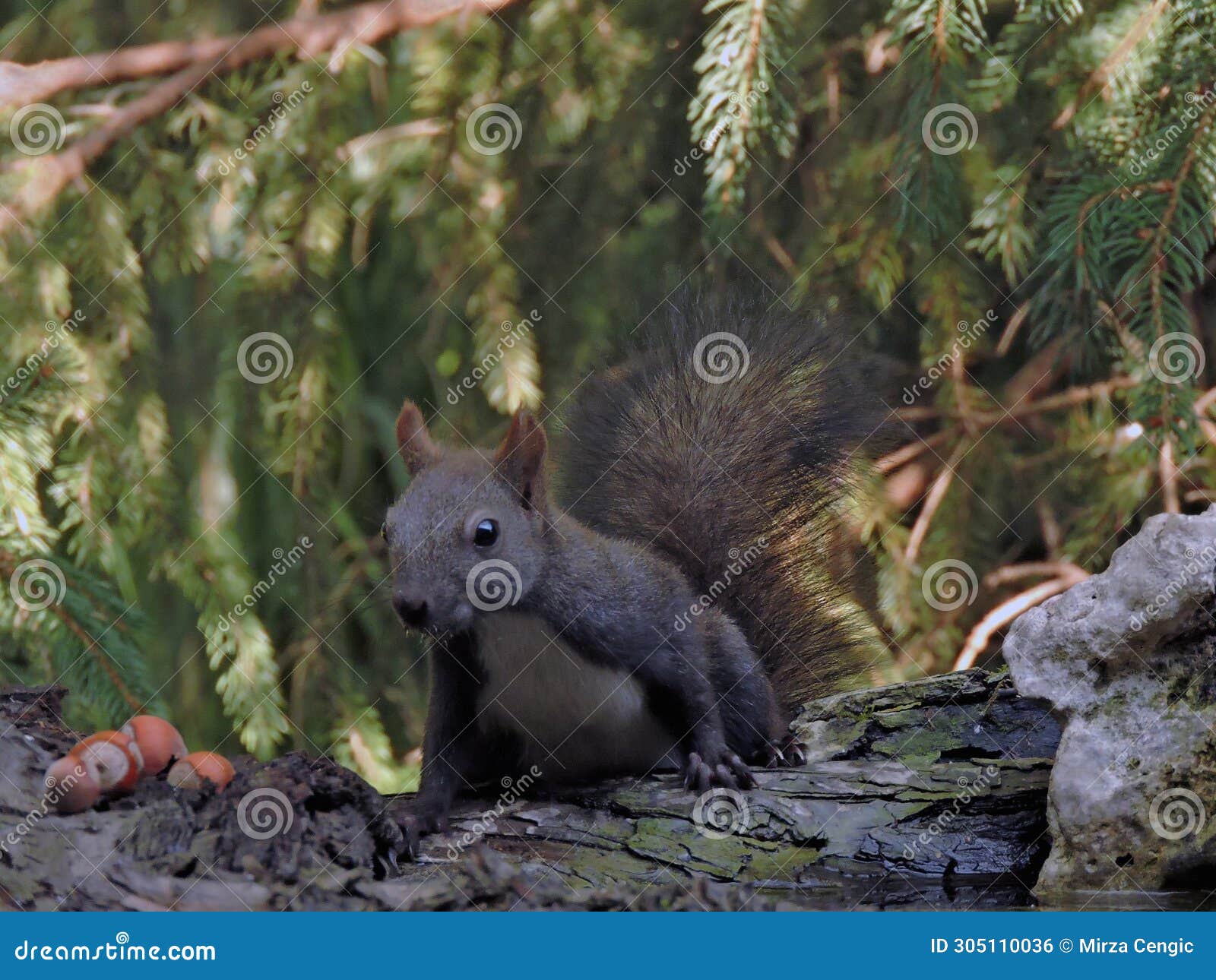 squirrel in yhe forest with hazenuts.