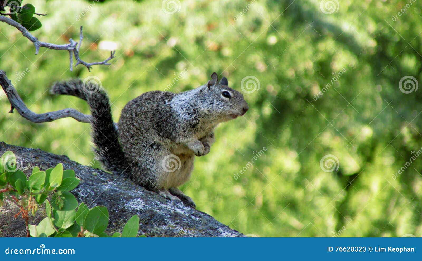 Squirrel, Yosemite National Park. Stock Photo Image of national