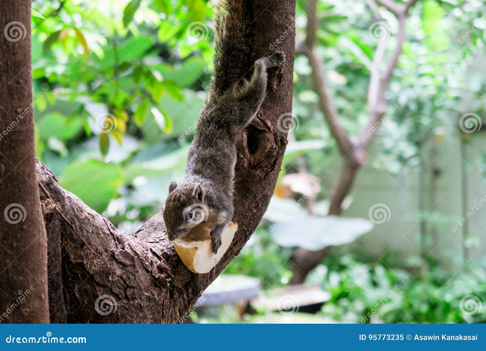 Squirrels eat a fruit stock image. Image of green, squirrels 95773235