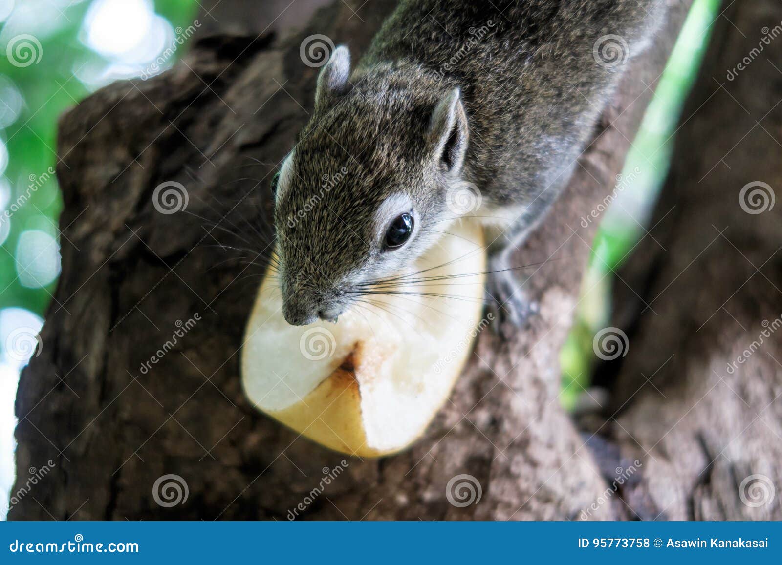 Squirrels eat a fruit stock photo. Image of park, natural 95773758