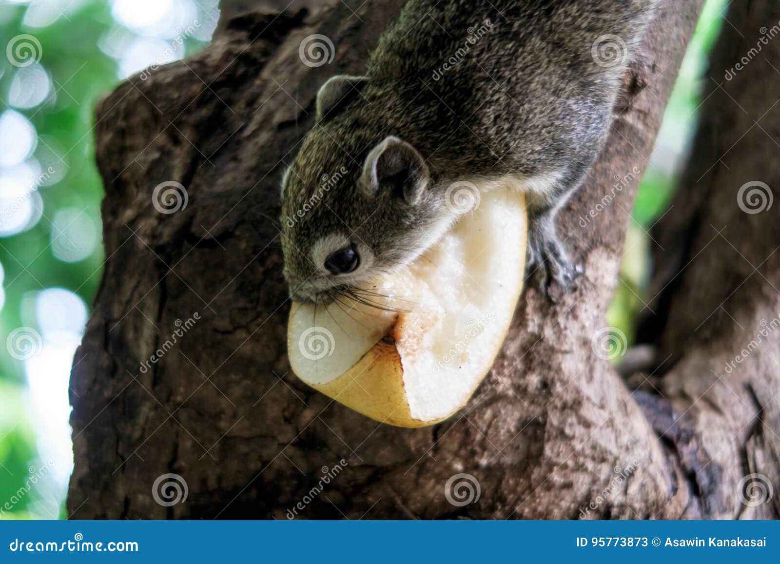 Squirrels eat a fruit stock image. Image of sciurus, animal 95773873