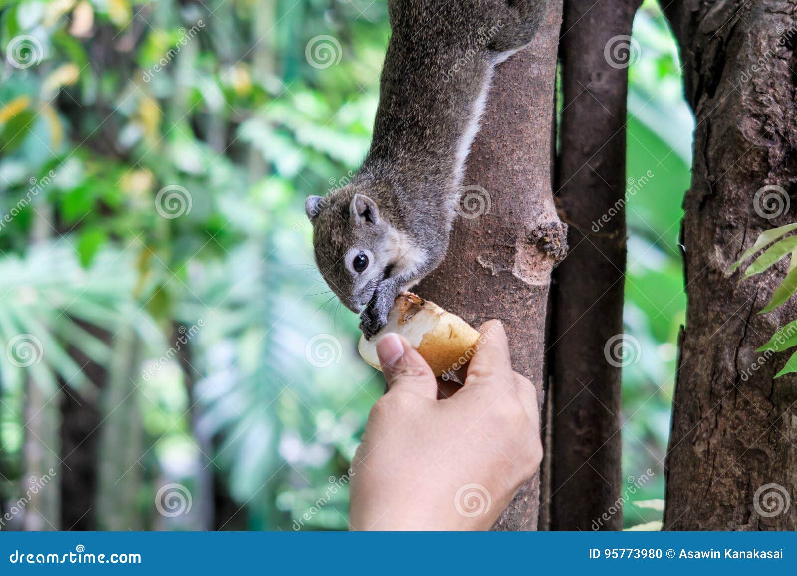 Squirrels eat a fruit stock photo. Image of acorn, beauty 95773980