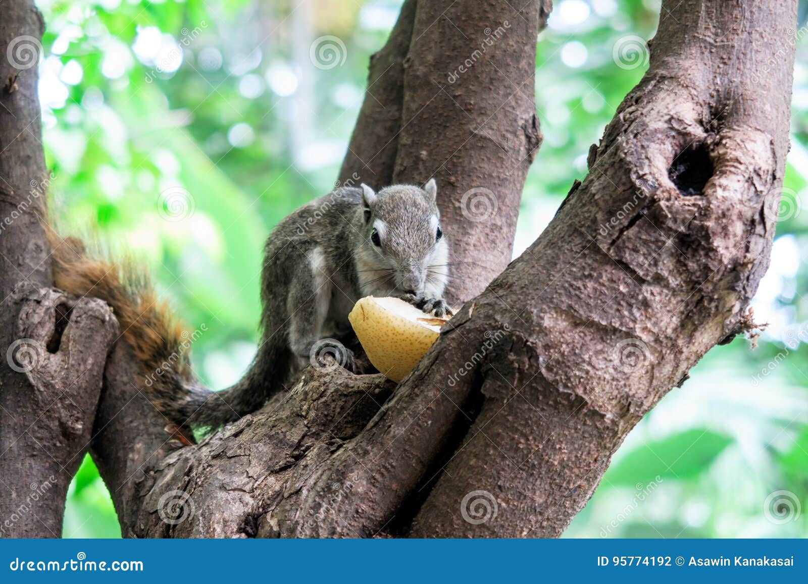 Squirrels eat a fruit stock photo. Image of small, creature 95774192