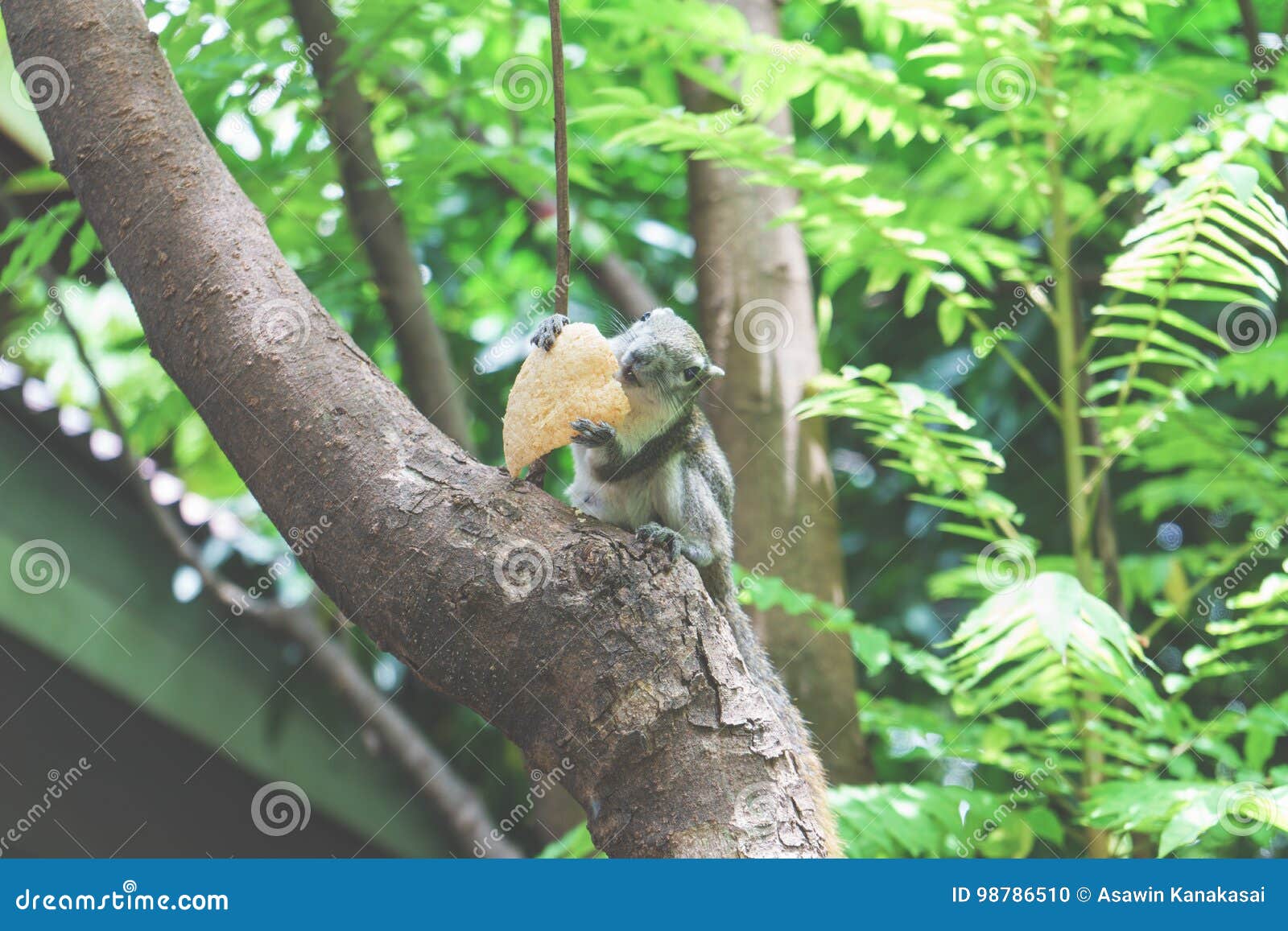 Squirrels Eat a Fruit on Tree Stock Photo Image of nature, life 98786510