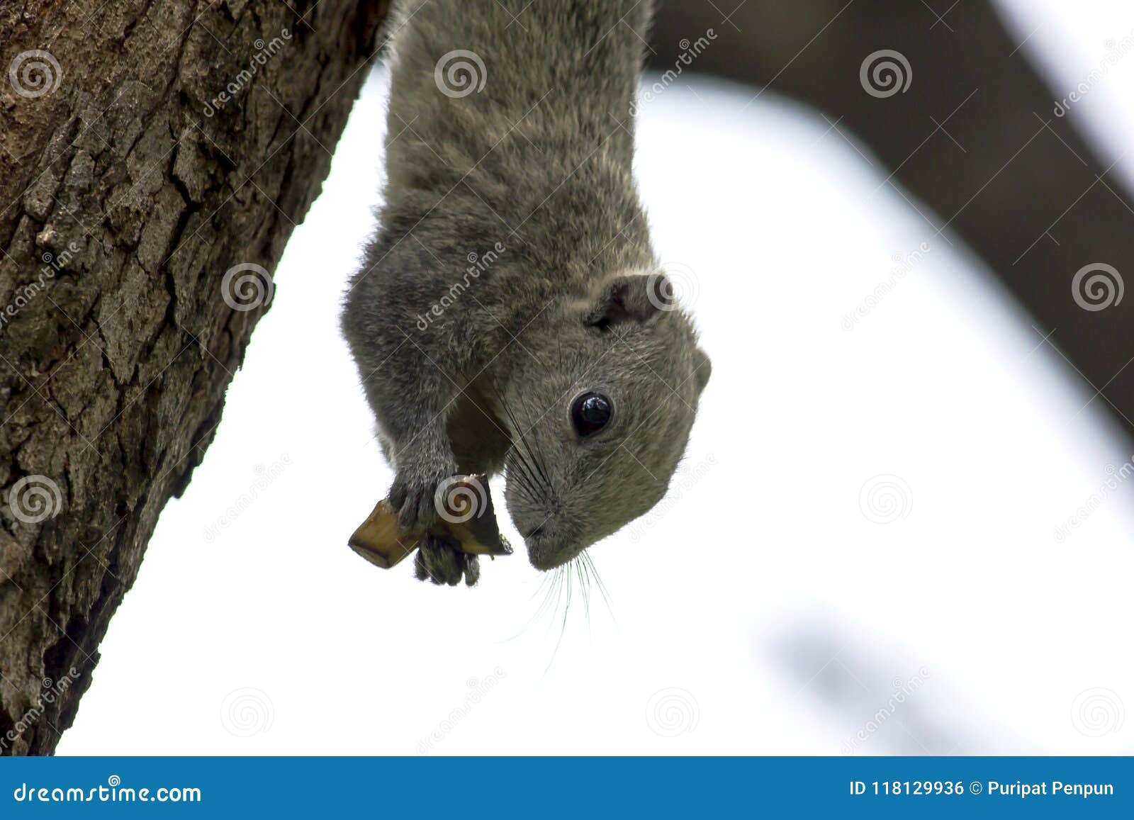 Squirrel Eating Fruit on a Tree in the Park. Stock Photo Image of