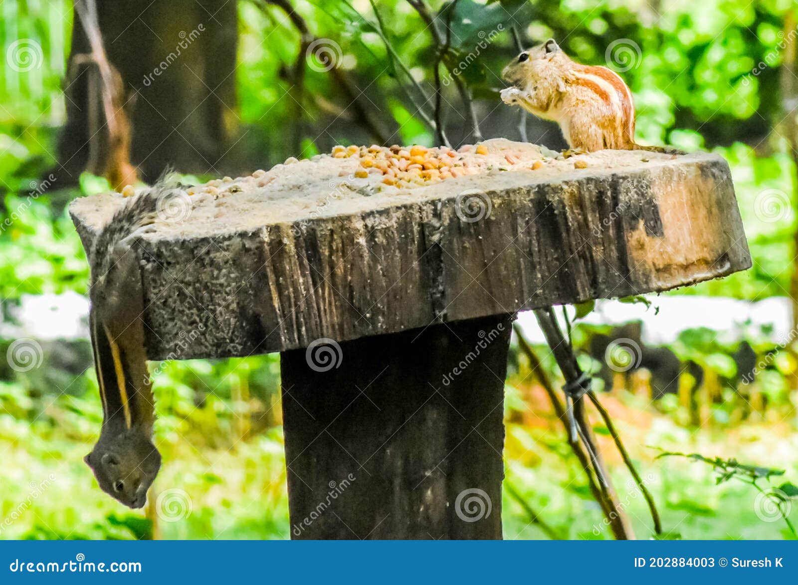 Squirrels eating fruits stock image. Image of eating 202884003
