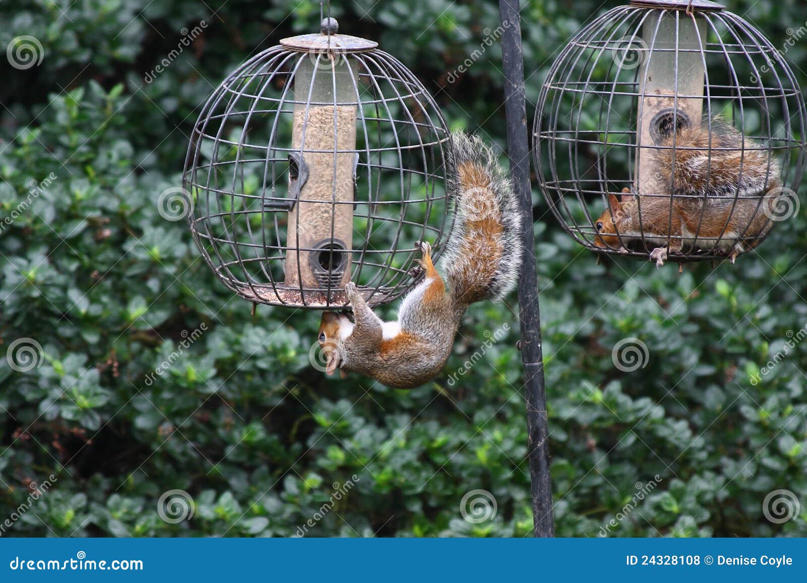 PALLE DI GRASSO ALLA FRUTTA MANGIME 4X90GR PER UCCELLI SELVATICI ALTA Qualita 42798483 - Foto 8