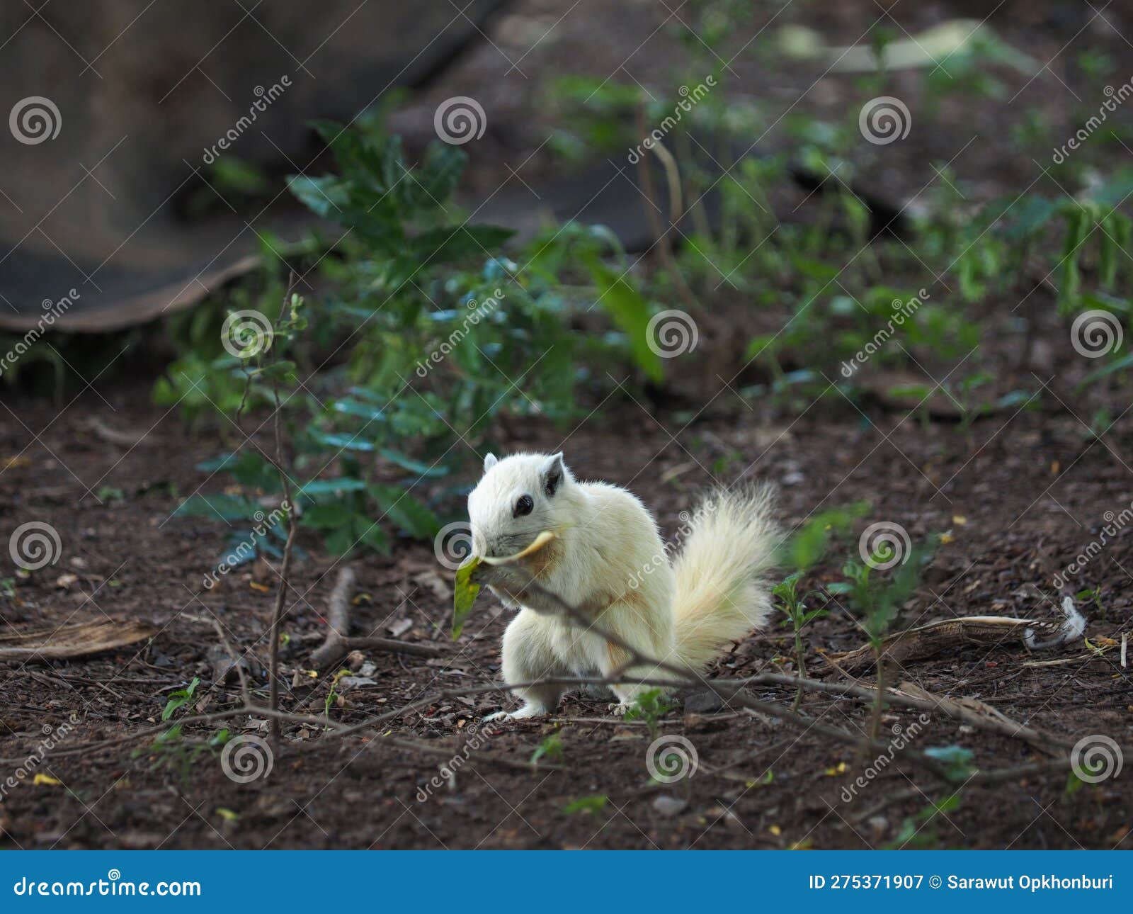 Squirrels are Happily Eating Weeds . Stock Image Image of happily