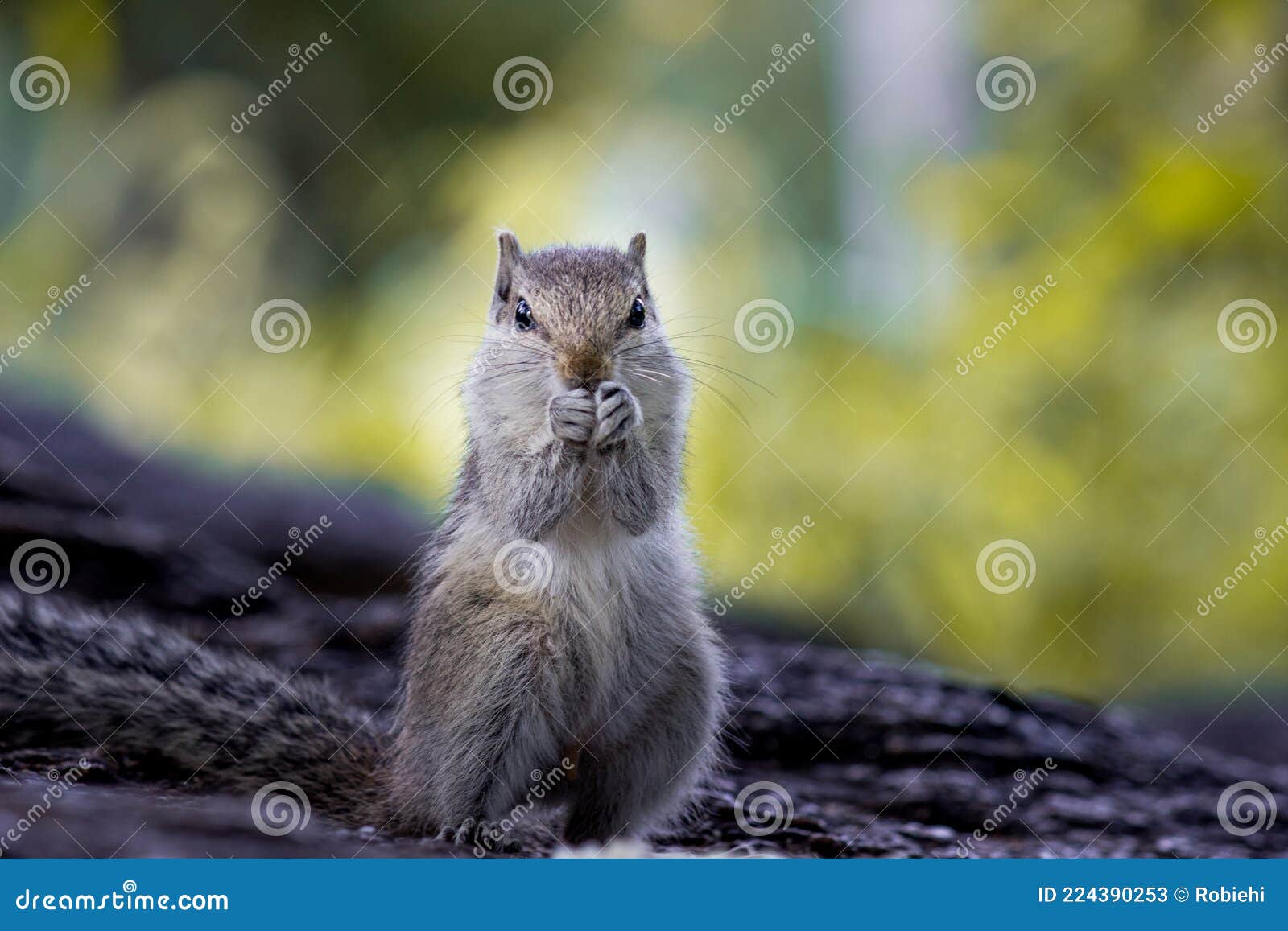 Small Squirrel or Also Known As Rodent Eating at Nehru Zoological Park in Hyderabad India , High