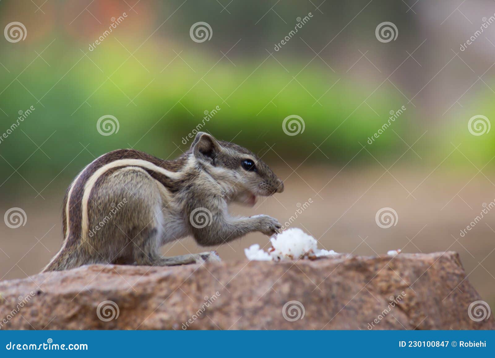 Indian Palm Squirrel or Rodent or Also Known As the Chipmunk Sitting on