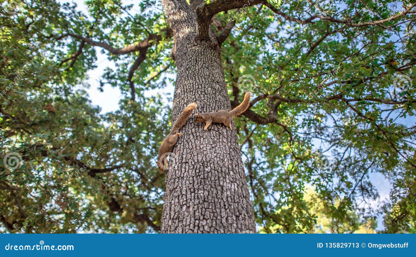 Squirrels Running Playing Chase on Oak Tree Stock Image Image of fall