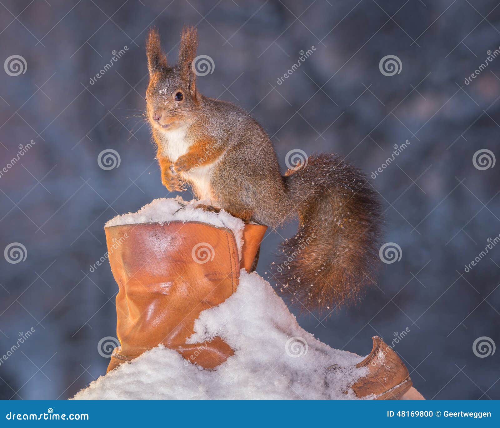 Squirrels shoe ware stock photo. Image of close, bright 48169800