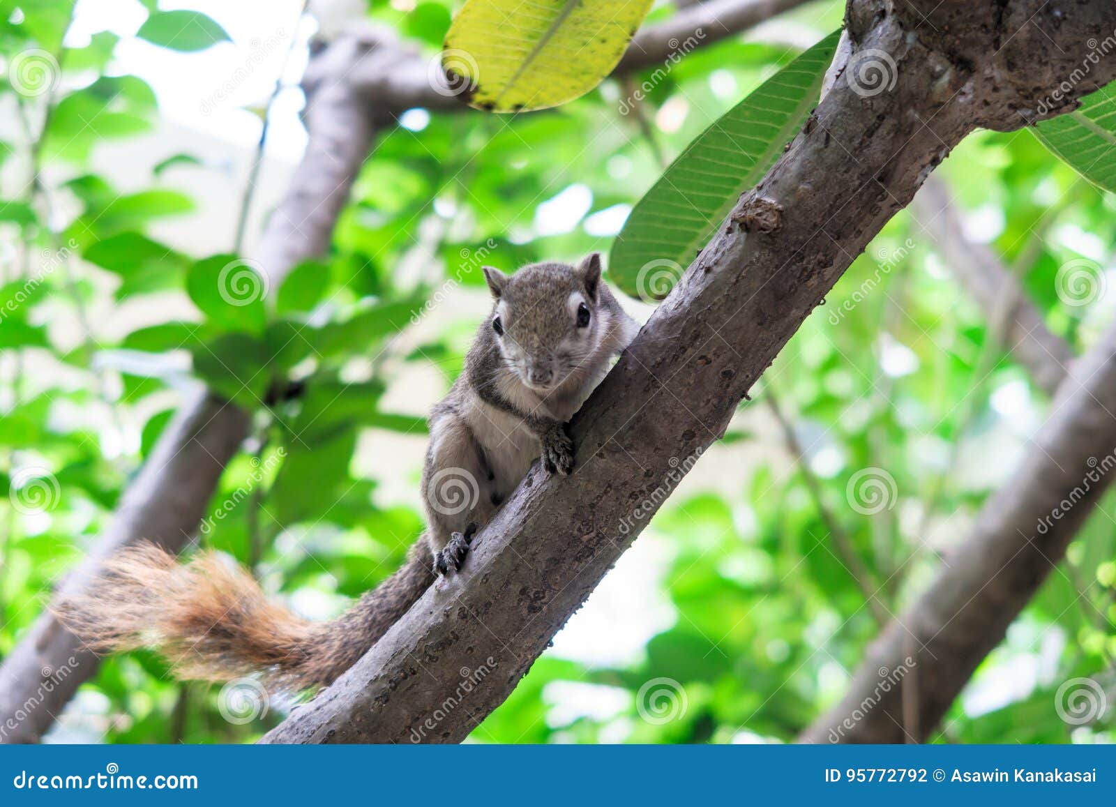 Squirrels on tree stock photo. Image of mammal, creature 95772792