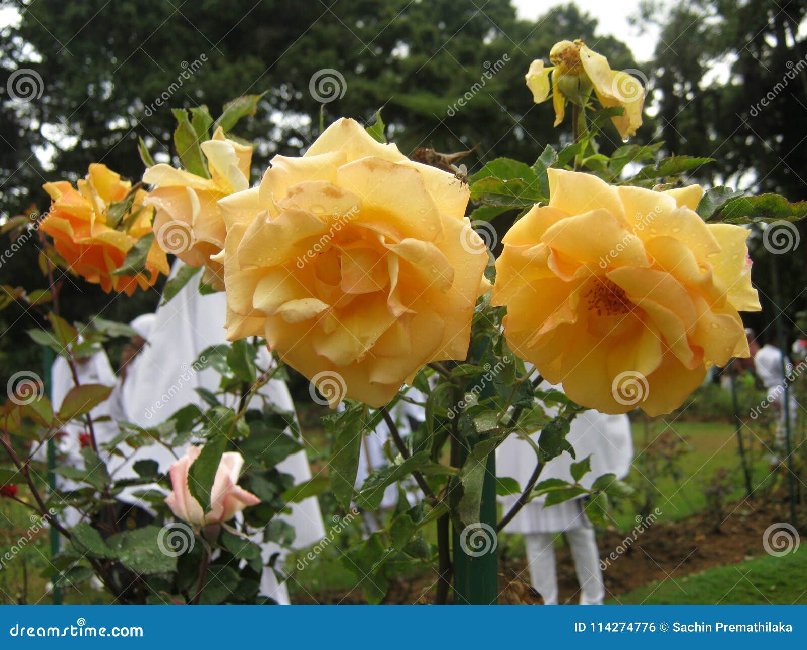 Lanka sri roses in Roses Sri