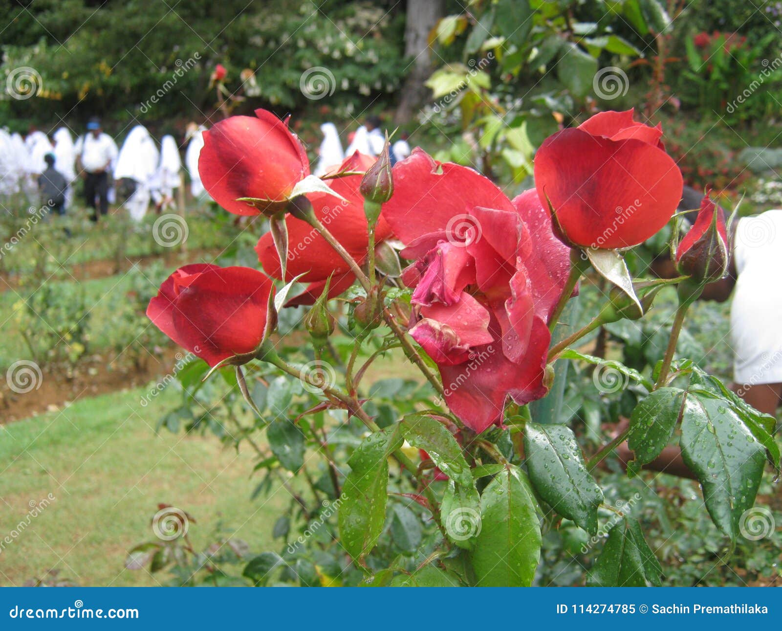 Sri lanka in roses Send Flowers