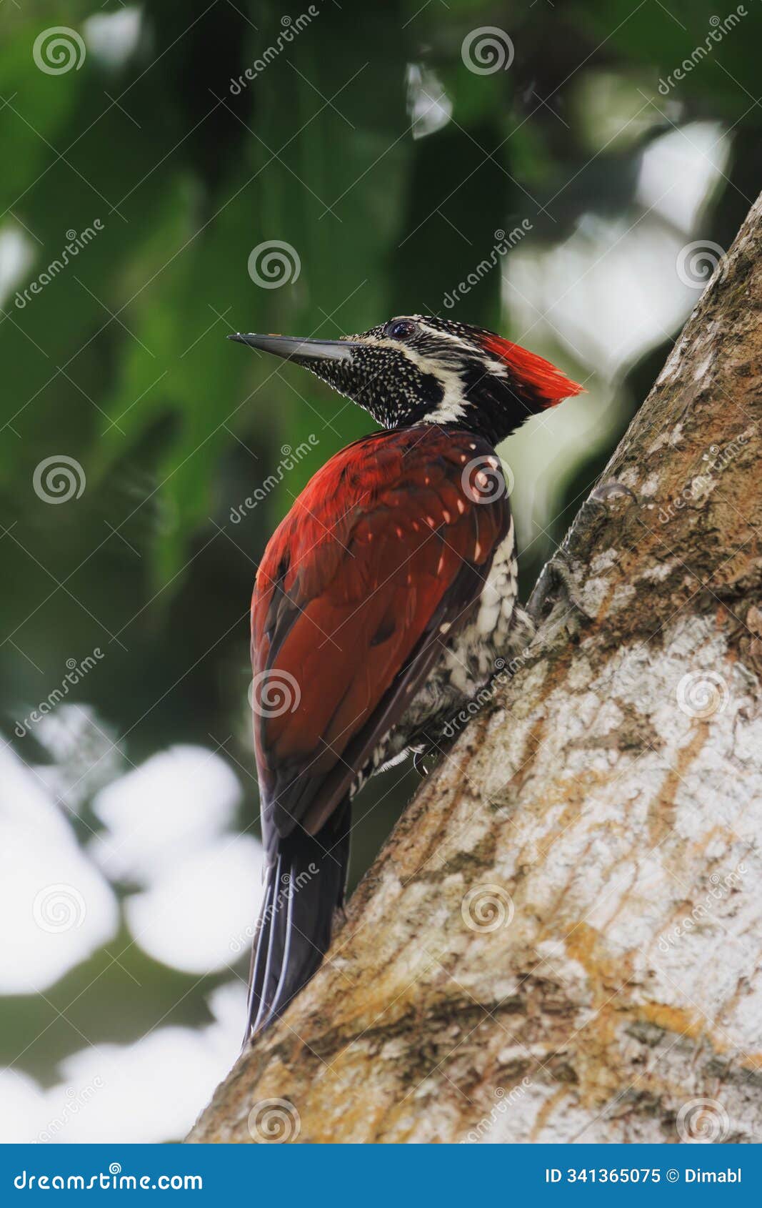 sri lanka crimson-backed woodpecker perched on tree trunk in forest