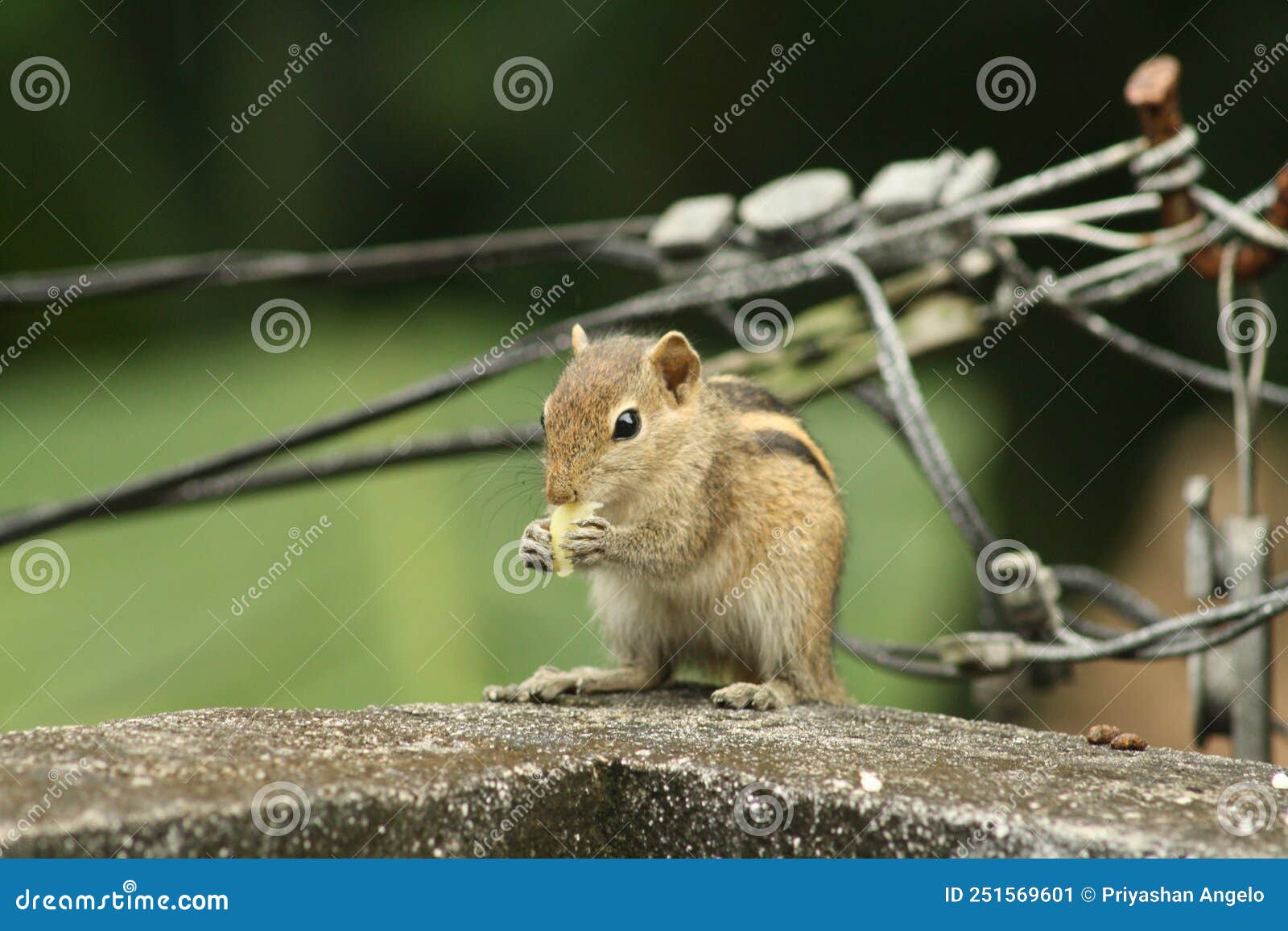 squirrels of sri lanka