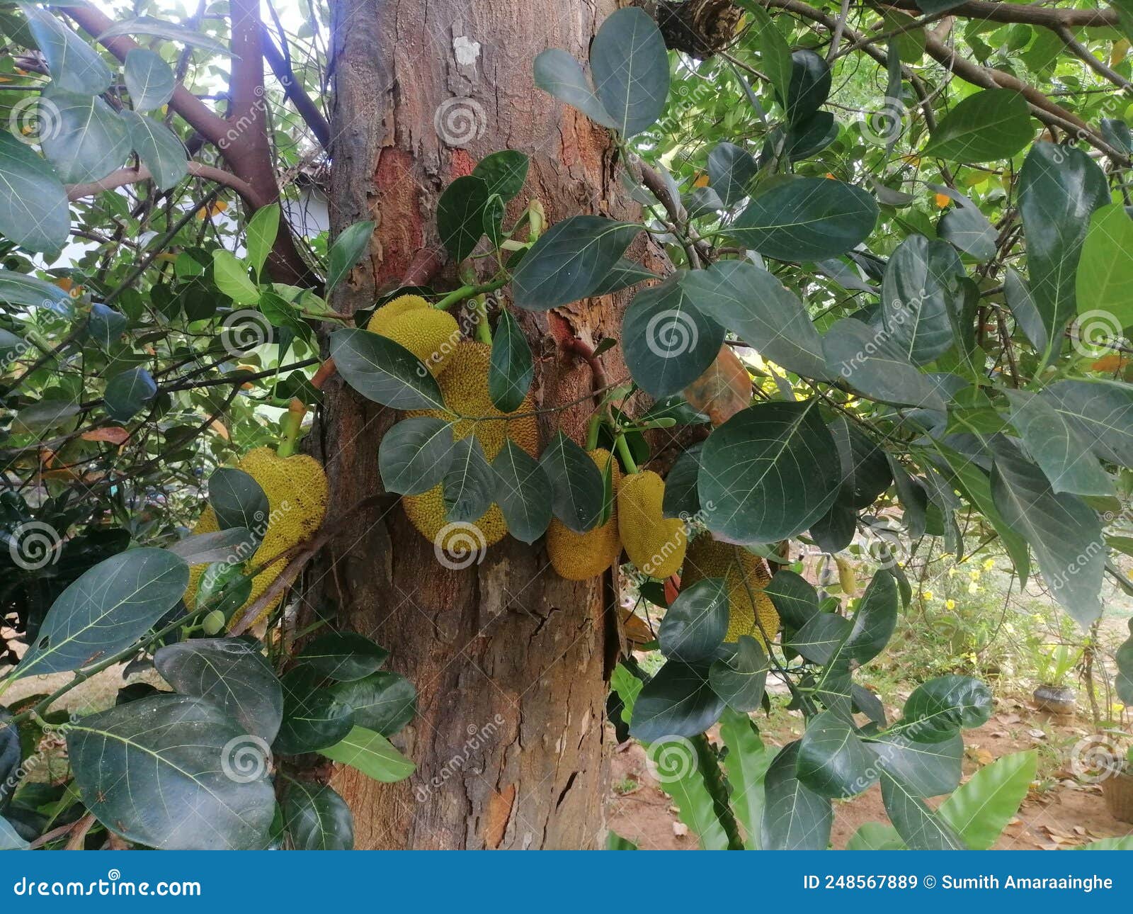 Sri lanka jack tree 2022 imagen de archivo. Imagen de gato 248567889