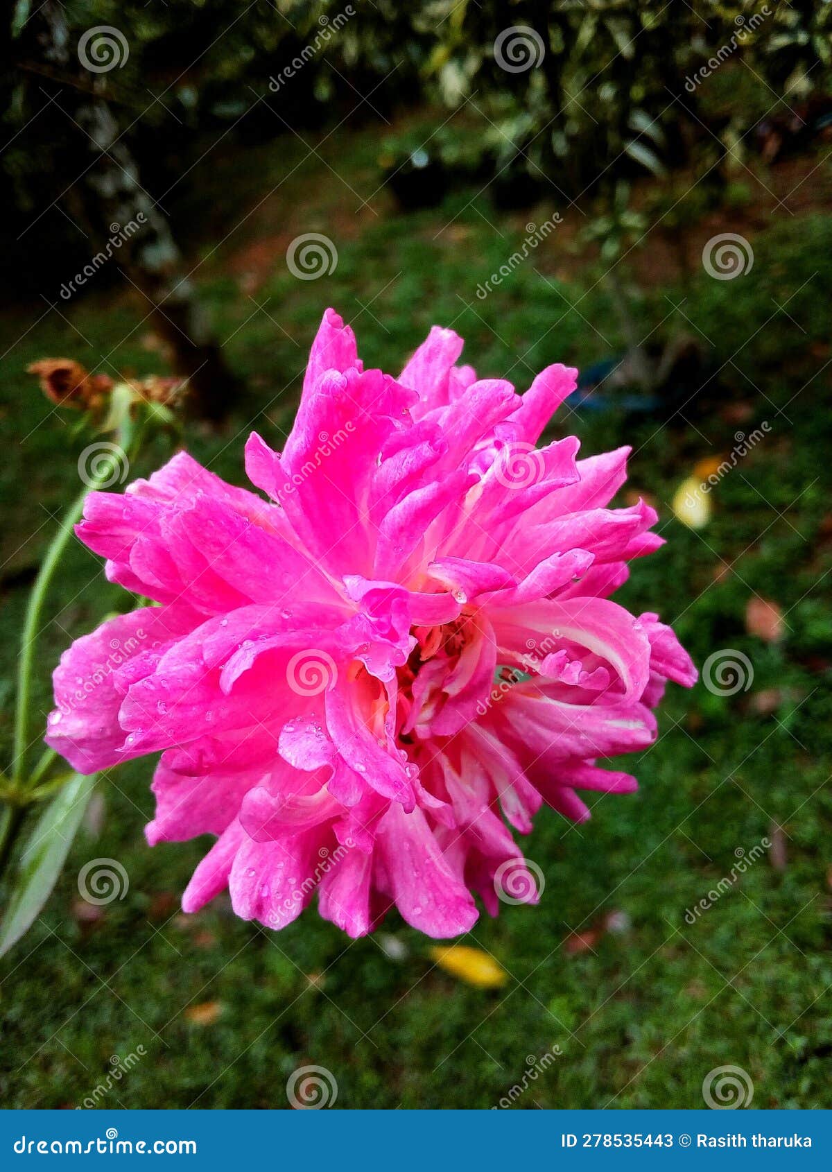 The Sri Lanka Natural Rose Flower Stock Image Image of rose, lanka