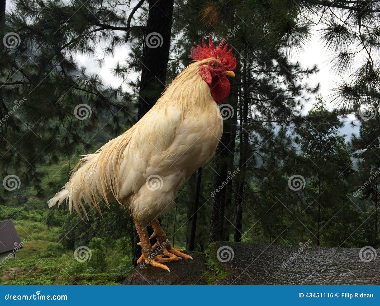 Sri Lanka rooster stock photo. Image of king, lanka, bird 43451116