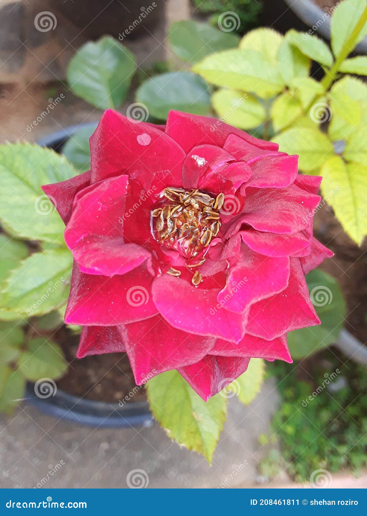 Sri lanka rose flower stock image. Image of pink, blossom 208461811