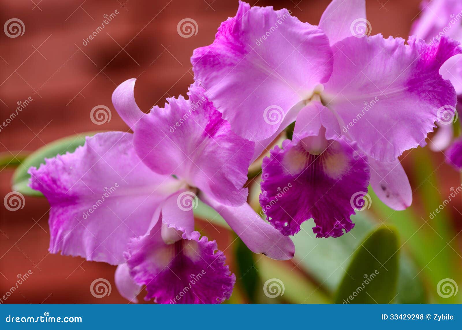 Royal Botanic Gardens Stock Photo 9635040