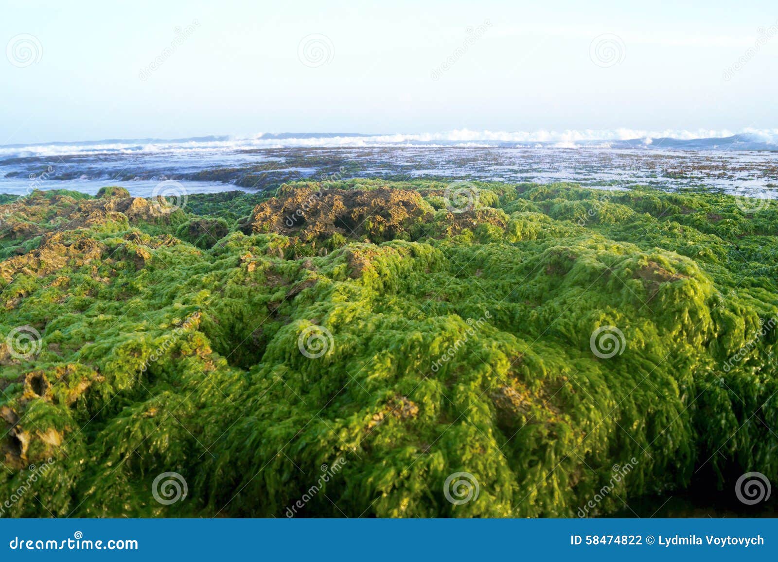 Sri Lanka, seaweed stock photo. Image of lanka, beach 58474822