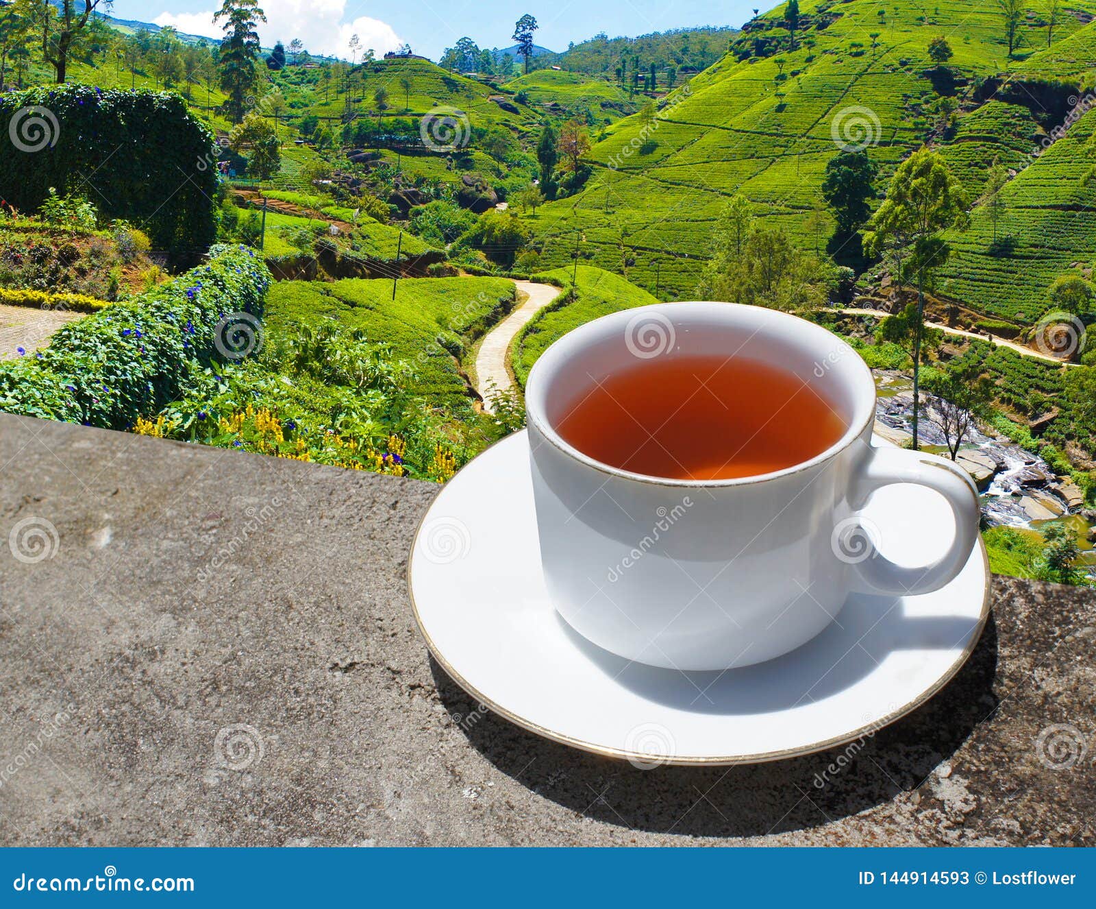 Sri Lanka Tea Hills. Tea Cup and Plantation. Stock Image Image of