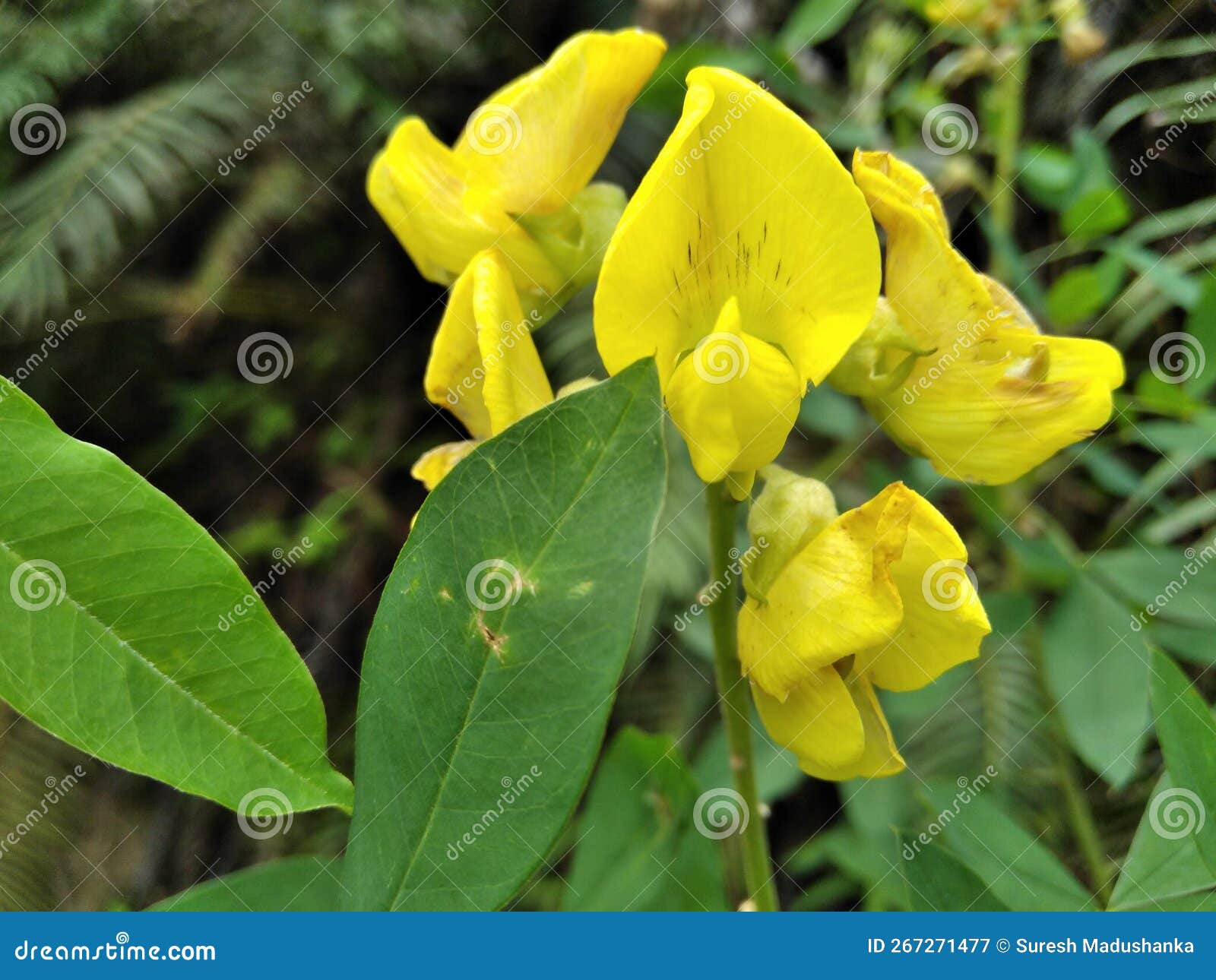 Sri Lankan Beutifull Flowers Stock Image Image of flowers, lankan