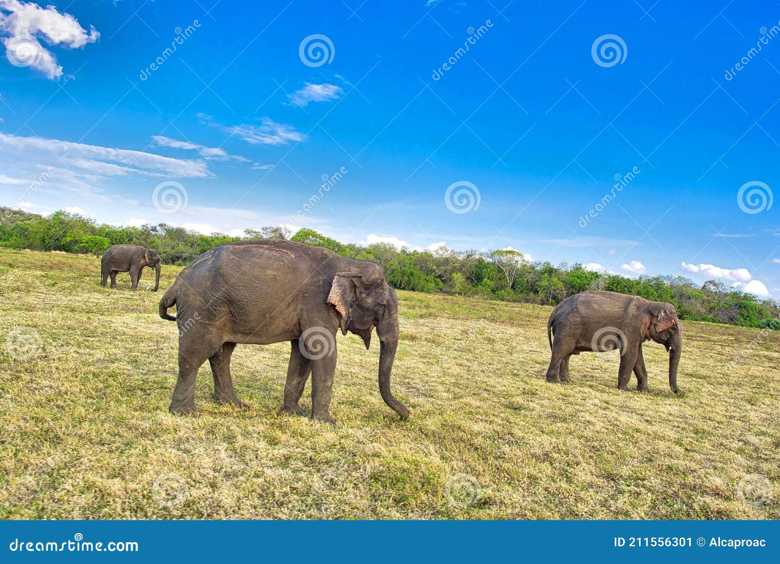 sri lankan elephant, kaudulla national park, sri lanka