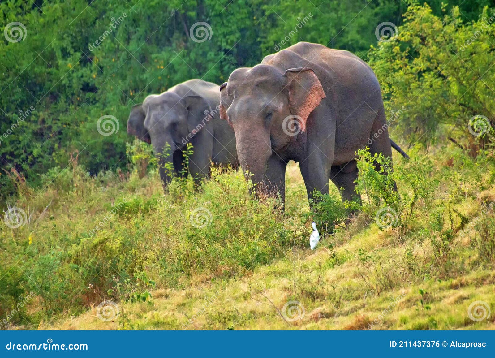 sri lankan elephant, kaudulla national park, sri lanka