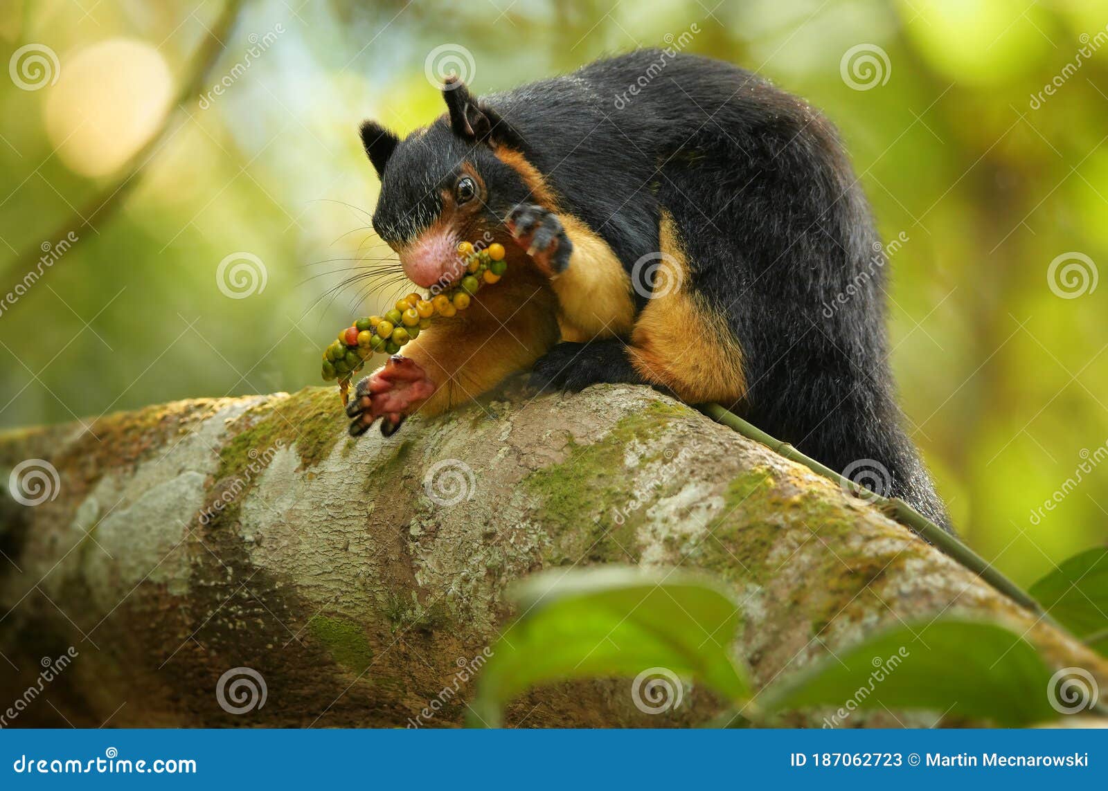 sri lankan giant squirrel, ratufa macroura