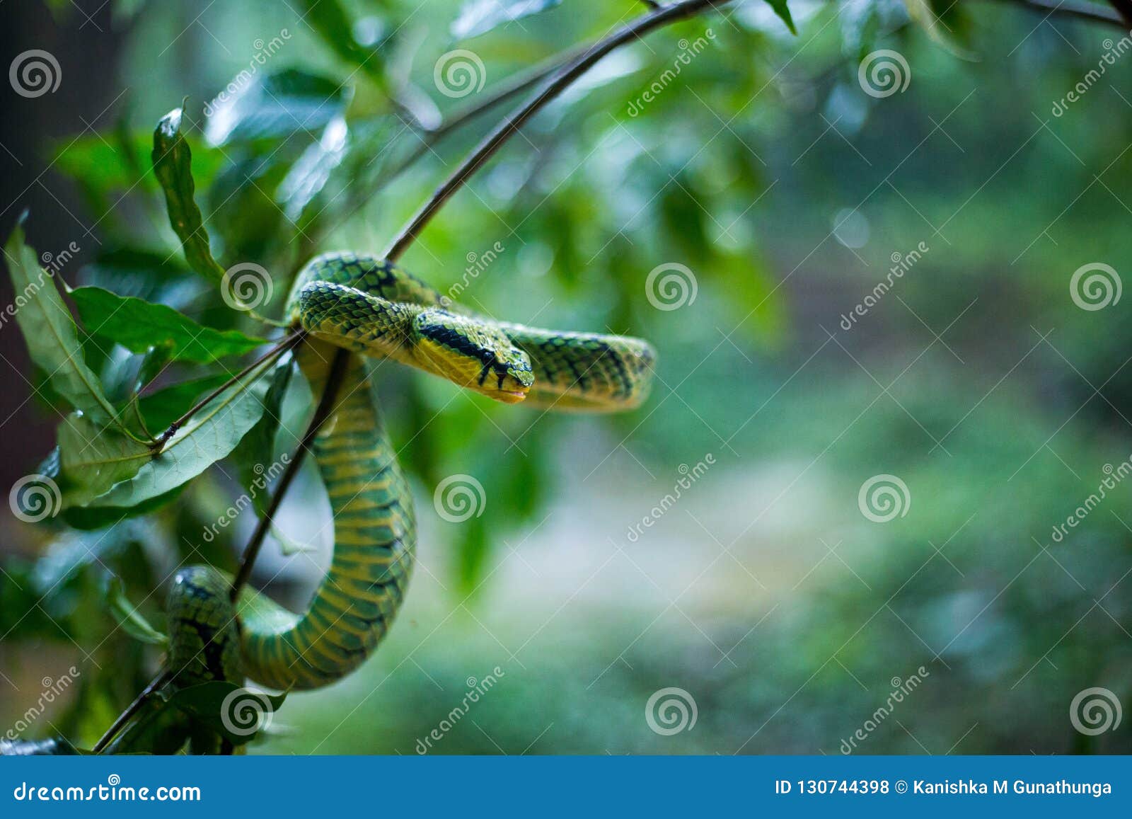 sri lankan green pit viper